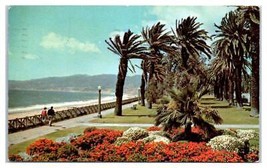 Palisades Park Santa Monica Will Rogers State Beach California Postcard - £41.34 GBP