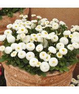 200+ White English Daisy Seeds – Charming Perennial Ground Cover - $23.13 CAD