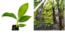 Live Plant Dwarf Cavendish Banana Tree - Musa - Live Plant - £39.37 GBP