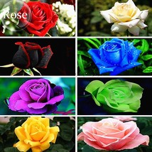 8 Types Of Colorful Valentine S Romantic Rose Flower 50 Seeds Flowers E3788 Gard - $9.97