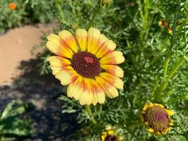 Item image 1 image 1