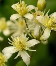 20 White Clematis Virginiana Virgins Bower Flower Vine Seeds *From US  - $8.35