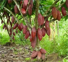1Pcs Theobroma Cacao Live Plant 12”-24” trinitario Chocolate Live Fruit ... - $67.98
