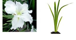 Iris - Louisiana Iris &#39;Waihi Wedding&#39; native American wildflower - Live Plant - £38.36 GBP