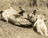 2 Dogs Playing Photo Spring 1926 Iris Rich Farm Peekskill New York  - $17.82