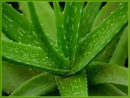 Aloe Vera Barbadensis Miller - Medicinal Natural Healing - Rooted Plant - £5.53 GBP+