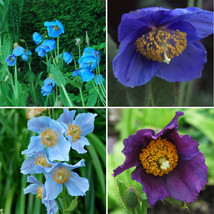 Mixed 4 Types Corn Poppy Blue Sky Blue Purple Perennial Flowers Bonsai 100 Seeds - £5.41 GBP