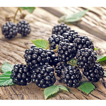 100 Seeds Jumbo Thornless Blackberry Beautiful - $14.11