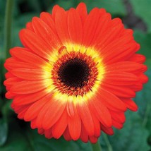 USA SELLER Gerbera Daisy Seeds Majorette Orange Yellow Bicolor With Eye 15 Seeds - £17.88 GBP