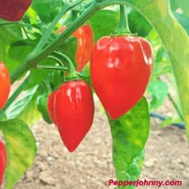 Habanero Red Savina, 10+ pepper seeds - $2.65