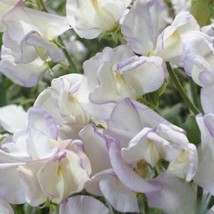50+ King’s High Scent Sweet Pea Seeds | Highly Fragrant Blooms - $16.50