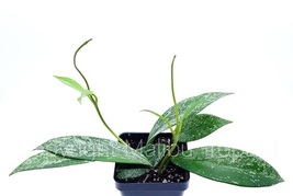 2.5&quot; in Pot Live Plant Hoya Pubicalyx Splash  Houseplant - £24.47 GBP