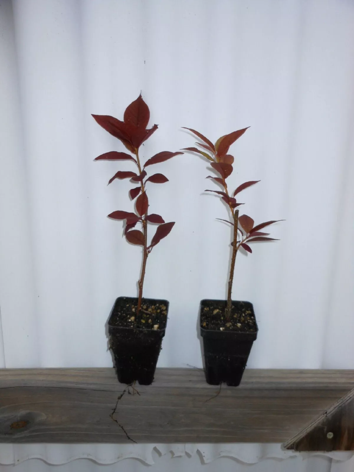8-14&quot; Tall Live Plant, 3&quot; Pot Canada Red Choke Cherry Tree Prunus virgin... - £62.82 GBP