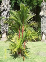 Sealing Wax Palm - Lipstick Palm - Cyrtostachys renda - 10+ Seeds - W 206 - $92.73 MXN