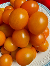 50+ Seeds Sun Orange Tomato Tomatoe Vegetable Garden Edible Canning From US - £6.91 GBP