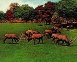 New York NY NYC Zoological Park Part of Elk Herd 1910s Vtg Postcard UNP - $3.91
