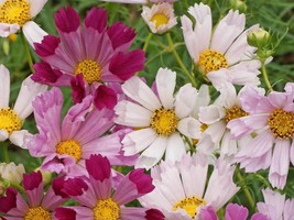 Ship From Us 64,000 Cosmos Sea Shells Mix Seeds, ZG09 - £105.46 GBP