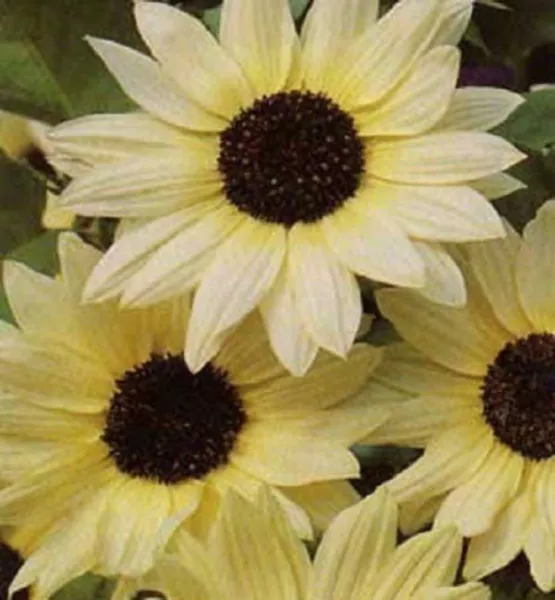 Top Seller 50 Vanilla Ice Sunflower Two Tone Light Yellow Helianthus Ann... - £11.48 GBP