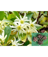 SEPTH Illicium Verum 20 Seeds Fragrant Chinese Star Anise Shrub Tree Bad... - $10.39