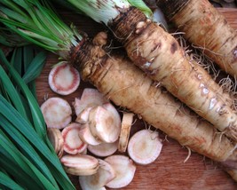 Mammoth Sandwich Island Salsify Seeds Goatsbeard Fresh Fast Shipping - $3.78