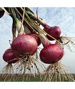 Red Burgundy Onion Seeds Heirloom Onion Seeds 100 Thru 2000 Seeds New Fr... - €13,05 EUR