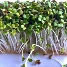 VPF 2000+ BULK BROCCOLI SEED | Microgreen Vegetable Seeds for Sprouting or Plant - £2.84 GBP