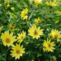 Grow In US Lemon Queen Sunflower Seeds 50+ Annual Cut Flower Yellow Blooms - £6.83 GBP