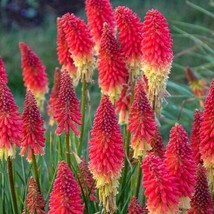 HS 25 Rocket Red Torch Lily Hot Poker Flower Seeds Perennial Seed 821 Us Seller - £4.55 GBP