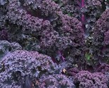 Scarlet Kale NON-GMO Dark Purple Ornamental and Edible  - £2.39 GBP