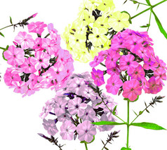  100 Pastel Phlox Drummondi Flower Seeds  Mix Of Pink Salmon Yellow Rose From US - $9.16