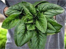 Merlo Nero Wild Spinach - Turkish spinach - 50+ seeds - L 206 - £1.16 GBP