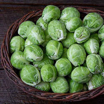 500+ Dagan Brussels Sprouts Seeds for Garden Planting  SS - $9.65