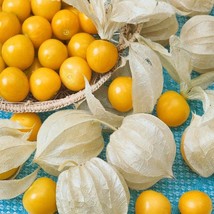 Cape Gooseberry Seeds Physalis Peruviana 2000 Seeds Fresh Garden USA SELLER - $19.98