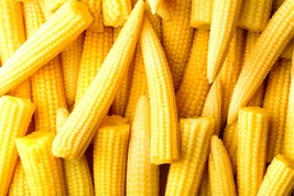 Japanese Baby Corn Seeds For Planting-20 Seeds-Great On Salads Or As Garnish Gar - $19.92