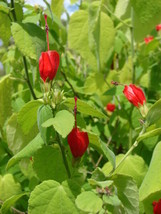 Malvaviscus Drummondii Red Turks Cap 1 Plant Fresh Seeds - £33.94 GBP