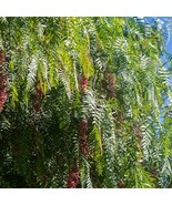 African Sumac Tree Or Rhus Lancea 20 Seeds Fresh Gardening Usa Seller - $14.81