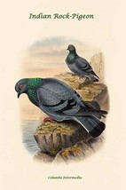 Columba Intermedia - Indian Rock-Pigeon by John Gould - Art Print - £17.42 GBP+