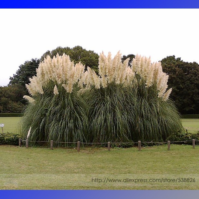 White Pampas Grass Cortaderia Selloana Ornamental Plant 500 Seeds Fresh
