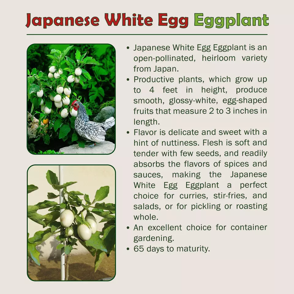 20 Japanese White Egg Eggplant Seeds - $9.22