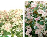 Confetti Fern Pilea microphlla Terrarium/Fairy Garden/House Plant - 2.5&quot;... - $34.93
