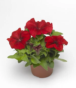 Collectible Petunia Duvet Red 500 seeds - $30.69
