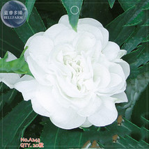 AQL Balsam Purely White Perennial Flower Seeds 20 seeds original pack big blooms - $7.72