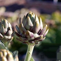 Grow 25 Green Globe Artichoke Seeds Hearty Nongmo Heirloom Cardoon Perennial - $9.11