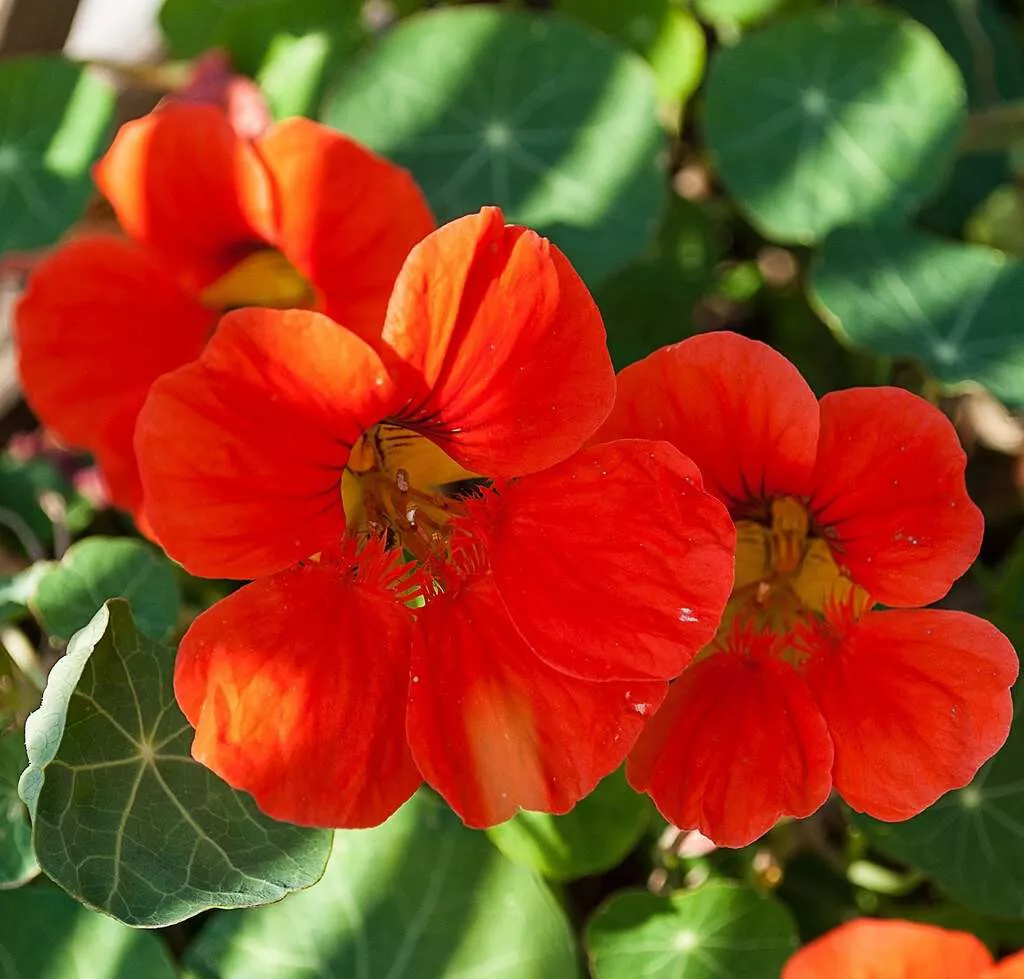 Empress Of India Nasturtium Seeds | Non-GMO 40 Seeds - $8.50