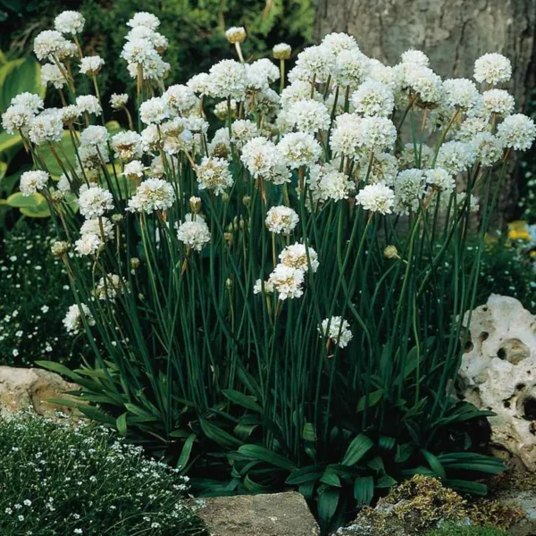 Armeria Alba 15 Fresh Seeds - $13.40