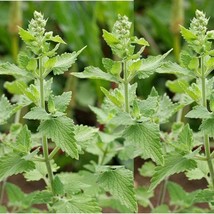 Catnip Seeds Nepeta Cataria B3 Gardening Usa Shipping - £4.15 GBP