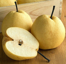 Fresh 10 Pear Fruit Tree Seeds Dusky Pear Sweet A US Seller - £7.65 GBP