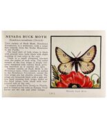 Nevada Buck Moth 1934 Butterflies Of America Antique Insect Art PCBG14C - €17,17 EUR