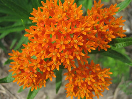 VP Butterfly Milkweed Seeds 30+ Flower Asclepias Tuberosa Perennial  - $2.75