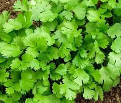 HT 50 Organic Slow Bolt Cilantro Seeds Nongmo Fresh Seeds Garden Seeds - $186.58 MXN